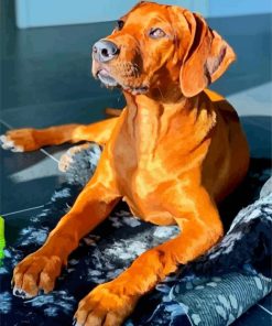 Brown Ridgeback paint by numbbers