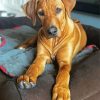 Brown Ridgeback Puppy paint by numbers