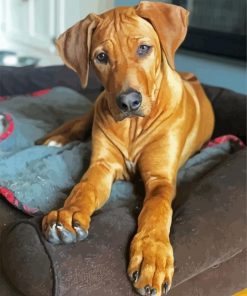 Brown Ridgeback Puppy paint by numbers