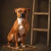 Brown Staffordshire Bull Terrier paint by numbers