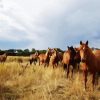 Brown Brumby Flock paint by numbers