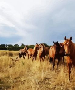 Brown Brumby Flock paint by numbers