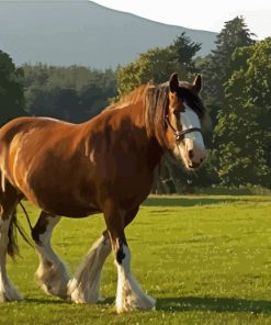 Clydesdale In Field paint by numbers