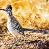 Cool Roadrunner Bird paint by numbers