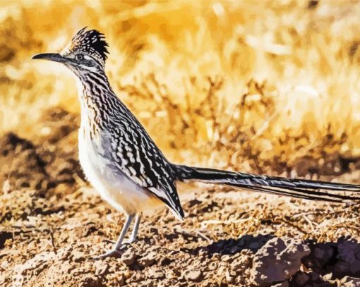 Cool Roadrunner Bird paint by numbers