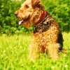 Adorable Airedale Terrier Dog paint by numbers