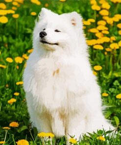 Beautiful White Samoyed paint by numbers