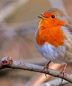 Cute Robin Bird paint by numbers