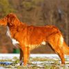 Aesthetic Toller Dog paint byb numbers