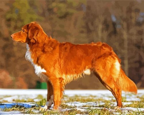 Aesthetic Toller Dog paint byb numbers