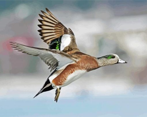 Flying Wigeon Bird paint by numbers