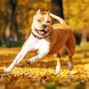 Golden American Staffordshire Terrier paint by numbers