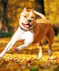 Golden American Staffordshire Terrier paint by numbers