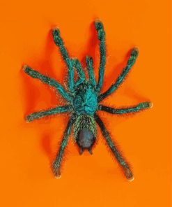 Green Spider Insect paint by numbers