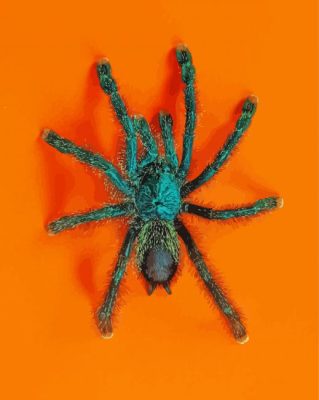 Green Spider Insect paint by numbers