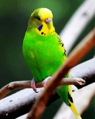 Green Budgerigar Bird paint by nummbers