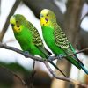 Budgerigar Birds paint by numbers