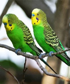 Budgerigar Birds paint by numbers