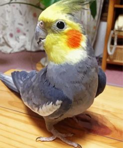 Grey Cockatiel Bird paint by numbers