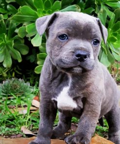 Grey Staffy Puppy paint by numbers