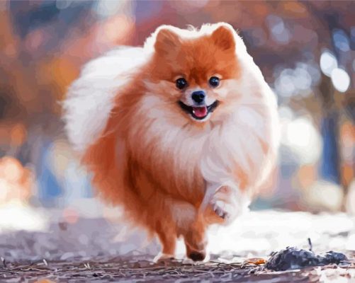Happy Cute Pomeranian paint by numbers