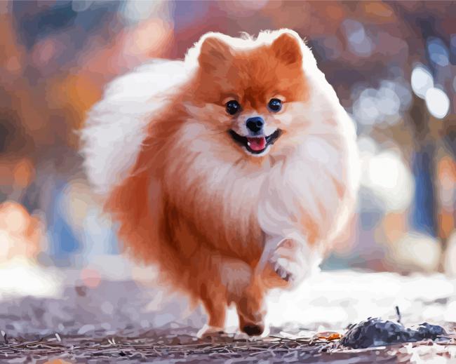Happy Cute Pomeranian paint by numbers