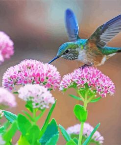 Hummingbird And Flowers paint by numbers