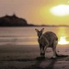 Kangaroo In Queensland Beach paint by numbers