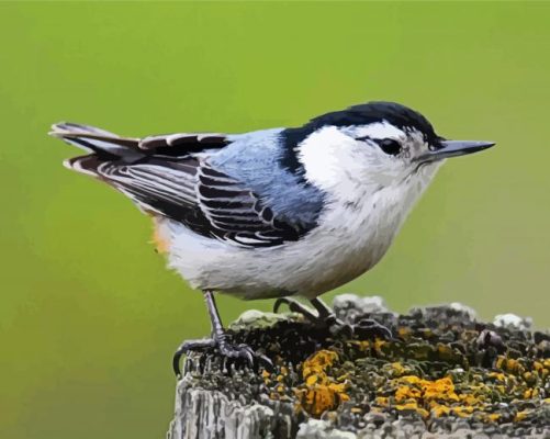 Aesthetic Nuthatch Bird paint by numbers