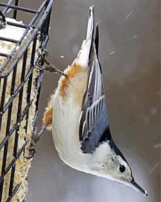 Cute Nuthatch paint by numbers