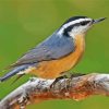 Nuthatch On Branch paint by numbers