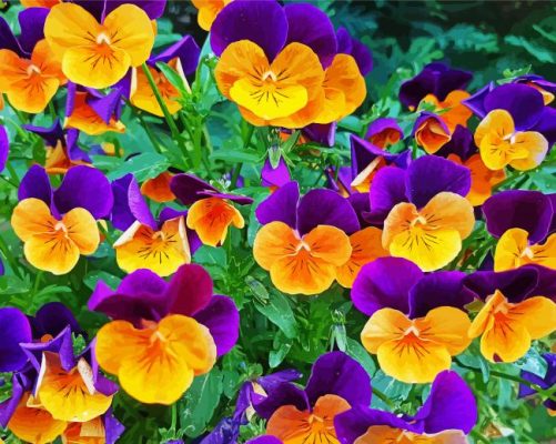 Orange And Purple Pansies paint by numbers