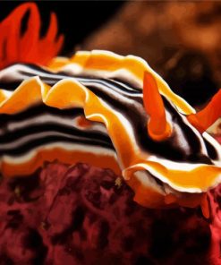 Orange Nudibranch paint by numbers