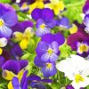 Beautiful Pansies Flowers paint by numbers