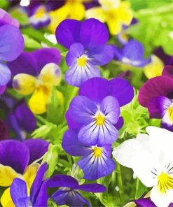 Beautiful Pansies Flowers paint by numbers