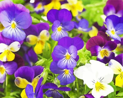 Beautiful Pansies Flowers paint by numbers