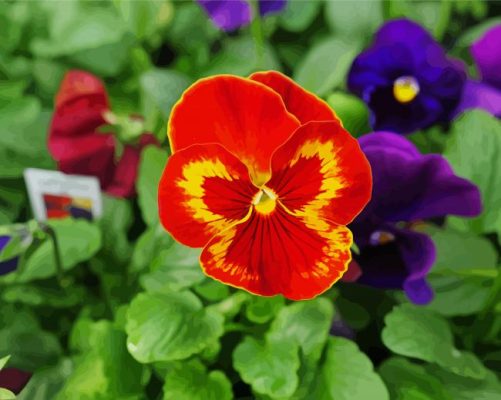 Red Pansy Flower paint by numbers