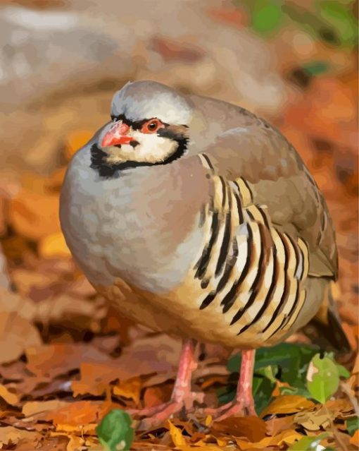 Partridge Bird paint by numbers