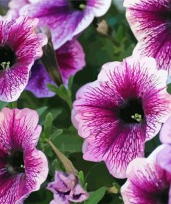 Purple Petunia Flowers paint by numbers