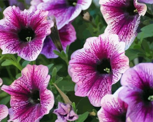 Purple Petunia Flowers paint by numbers