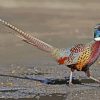 Ring Necked Pheasant Bird paint by numbers