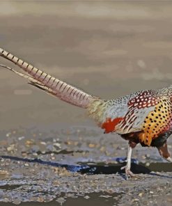 Ring Necked Pheasant Bird paint by numbers