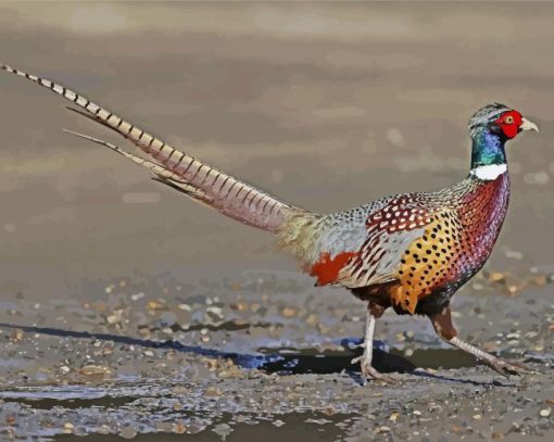 Ring Necked Pheasant Bird paint by numbers