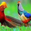 Ring Necked Pheasants paint by numbers