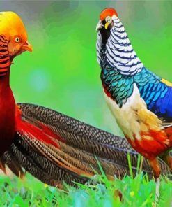 Ring Necked Pheasants paint by numbers