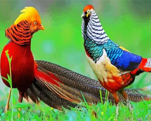 Ring Necked Pheasants paint by numbers