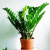 Zamioculcas Plant paint by numbers