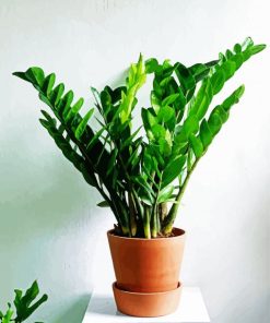 Zamioculcas Plant paint by numbers