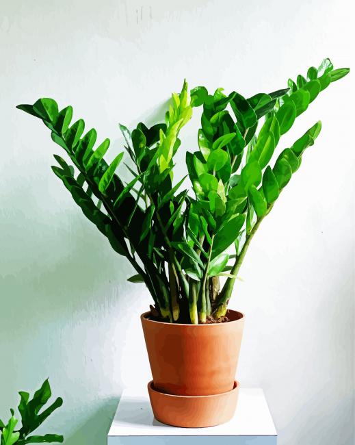Zamioculcas Plant paint by numbers