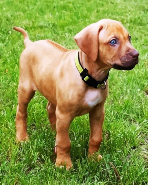 Puppy Rhodesian Ridgeback paint by numbers